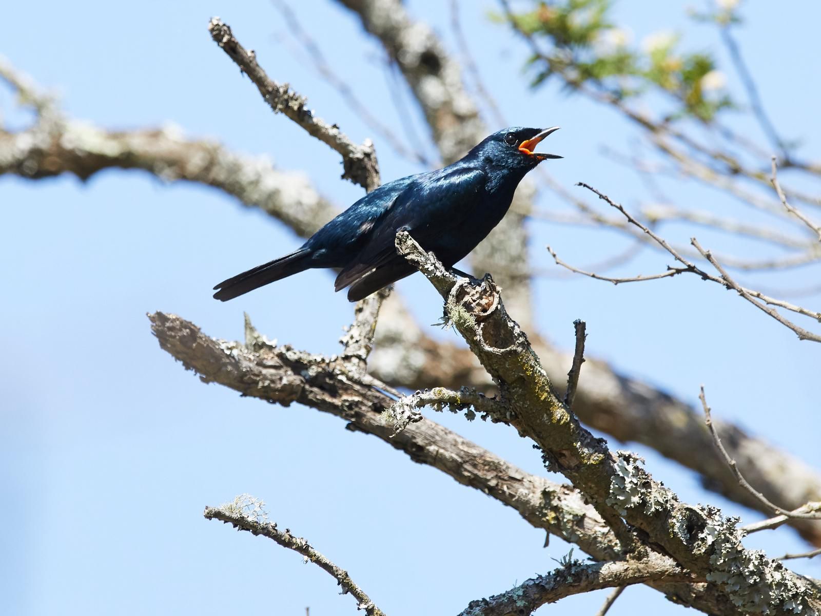 Zulu Rock Lodge Babanango Game Reserve Babanango Kwazulu Natal South Africa Blackbird, Bird, Animal