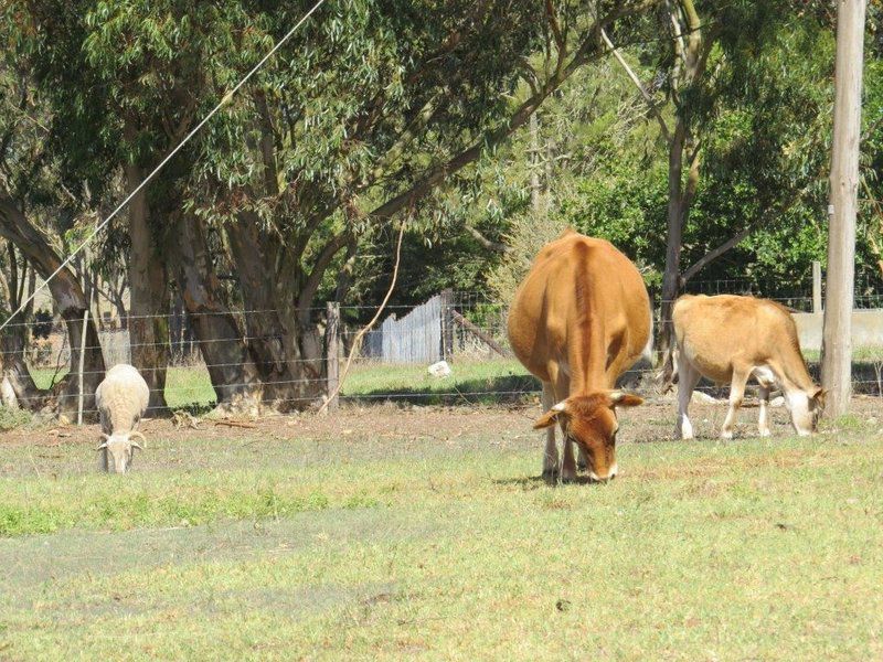 Badenhuis Rustic Farmhouse Napier Western Cape South Africa Cow, Mammal, Animal, Agriculture, Farm Animal, Herbivore