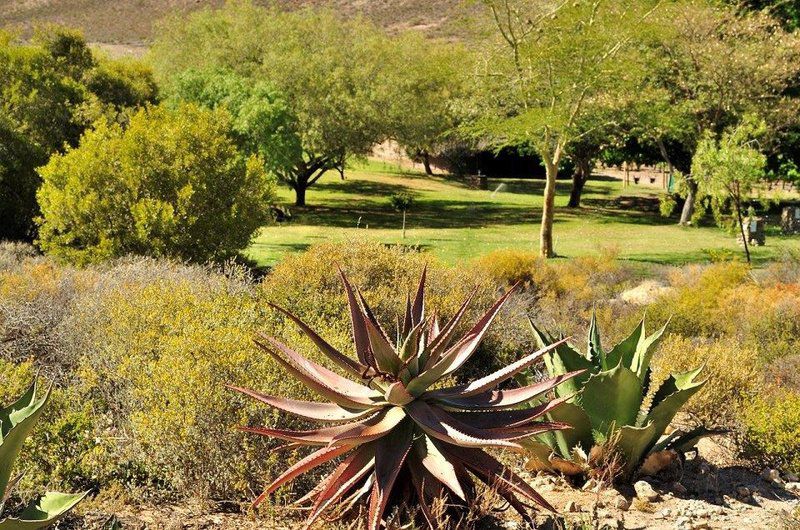 Badensfontein Cottages And Camping Montagu Western Cape South Africa Cactus, Plant, Nature, Garden