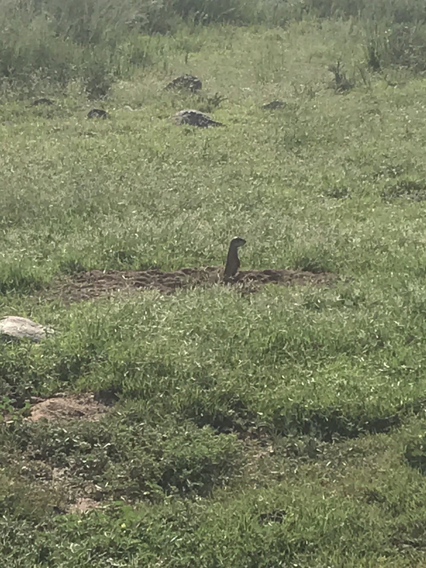 Badfontein Guest Farm Aliwal North Eastern Cape South Africa Bird, Animal