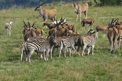 Badgerleur Bush Lodge Greylingstad Mpumalanga South Africa Zebra, Mammal, Animal, Herbivore