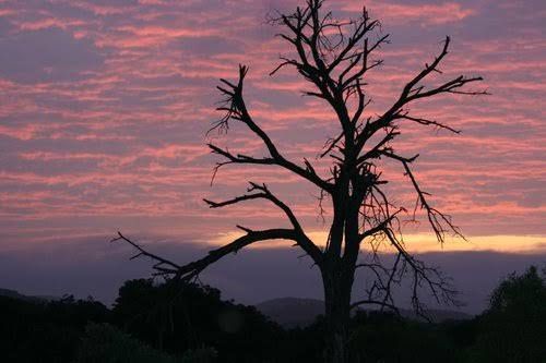 Badgerleur Bush Lodge Greylingstad Mpumalanga South Africa Sky, Nature, Tree, Plant, Wood, Sunset
