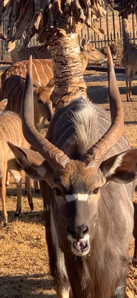 Badgerleur Bush Lodge Greylingstad Mpumalanga South Africa Animal