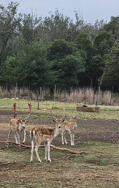 Badgerleur Bush Lodge Greylingstad Mpumalanga South Africa Deer, Mammal, Animal, Herbivore