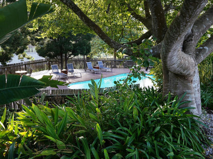 Badger S Lodge Kanonkop Knysna Western Cape South Africa Palm Tree, Plant, Nature, Wood, Tree, Garden, Swimming Pool