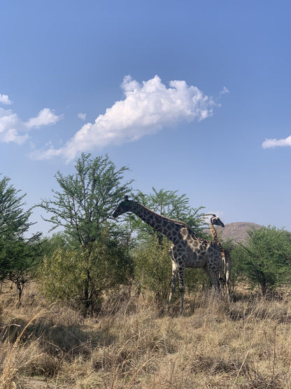 Bakgatla Resort Pilanesberg Game Reserve North West Province South Africa Giraffe, Mammal, Animal, Herbivore
