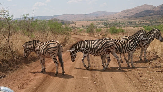 Bakgatla Resort Pilanesberg Game Reserve North West Province South Africa Zebra, Mammal, Animal, Herbivore