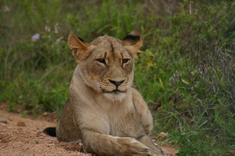 Bakkers B And B Phalaborwa Limpopo Province South Africa Lion, Mammal, Animal, Big Cat, Predator