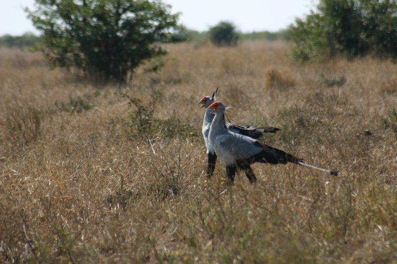 Bakkers B And B Phalaborwa Limpopo Province South Africa Kingfisher, Bird, Animal