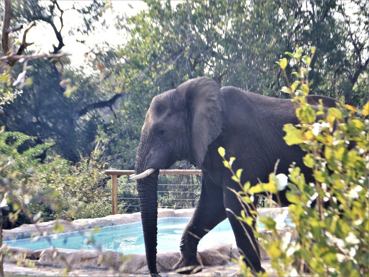 Baluleni Safari Lodge Balule Nature Reserve Mpumalanga South Africa Elephant, Mammal, Animal, Herbivore