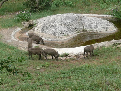 Baluleni Safari Lodge Balule Nature Reserve Mpumalanga South Africa Animal