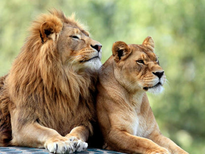 Baluleni Safari Lodge Balule Nature Reserve Mpumalanga South Africa Lion, Mammal, Animal, Big Cat, Predator