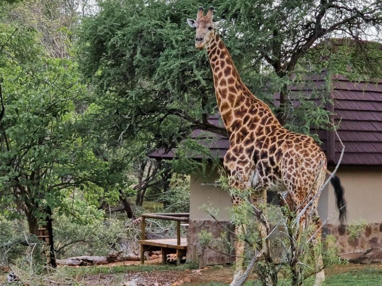 Baluleni Safari Lodge Balule Nature Reserve Mpumalanga South Africa Giraffe, Mammal, Animal, Herbivore