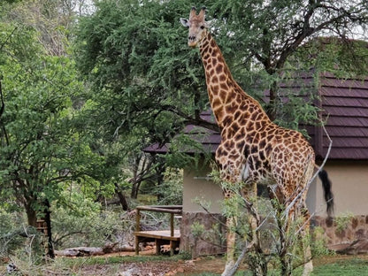 Baluleni Safari Lodge Balule Nature Reserve Mpumalanga South Africa Giraffe, Mammal, Animal, Herbivore