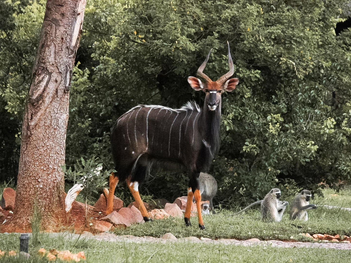 Exclusive Riverside Suite 1 @ Baluleni Safari Lodge