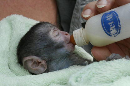 Bambelela Wildlife Care And Guest Farm Bela Bela Warmbaths Limpopo Province South Africa Chimpanzee, Primate, Mammal, Animal