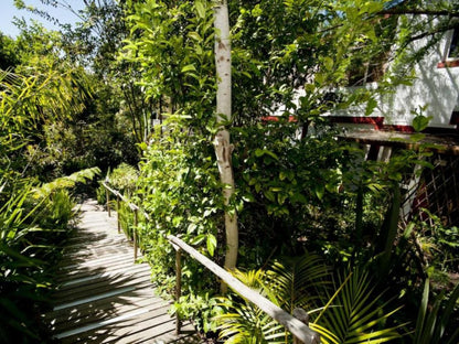 Bamboo The Guesthouse Hunters Home Knysna Western Cape South Africa Forest, Nature, Plant, Tree, Wood, Palm Tree, Garden