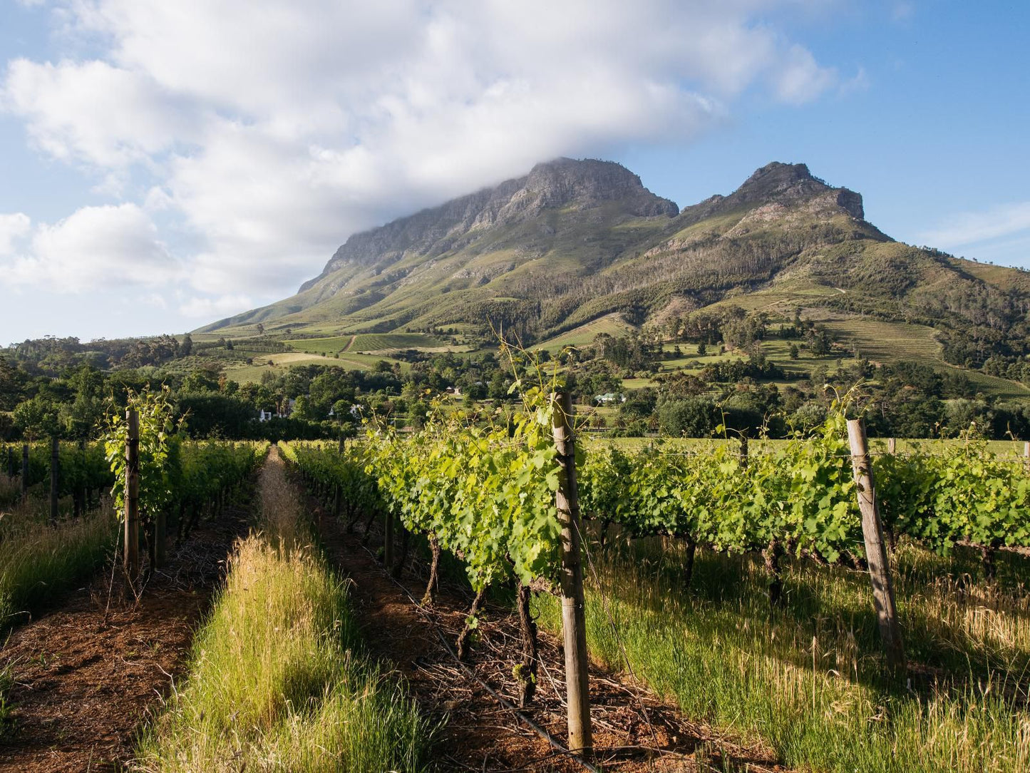 Banhoek Lodge Stellenbosch Western Cape South Africa Complementary Colors, Mountain, Nature, Highland