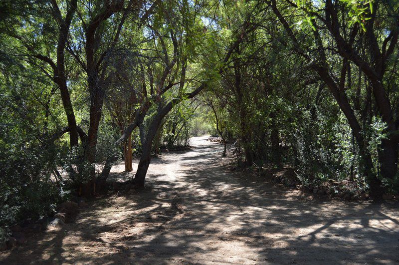 Bankfontein Philippolis Free State South Africa Forest, Nature, Plant, Tree, Wood