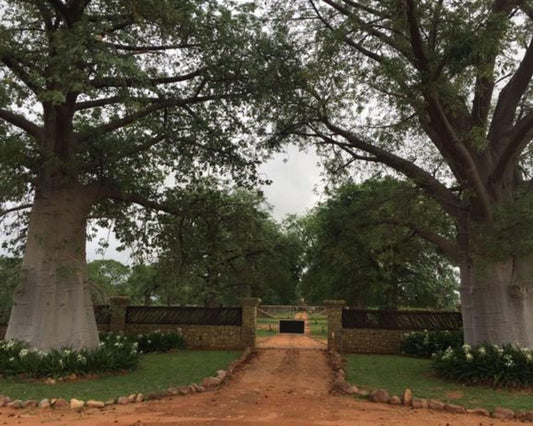 Baobab Lane Lodge Tom Burke Limpopo Province South Africa Tree, Plant, Nature, Wood