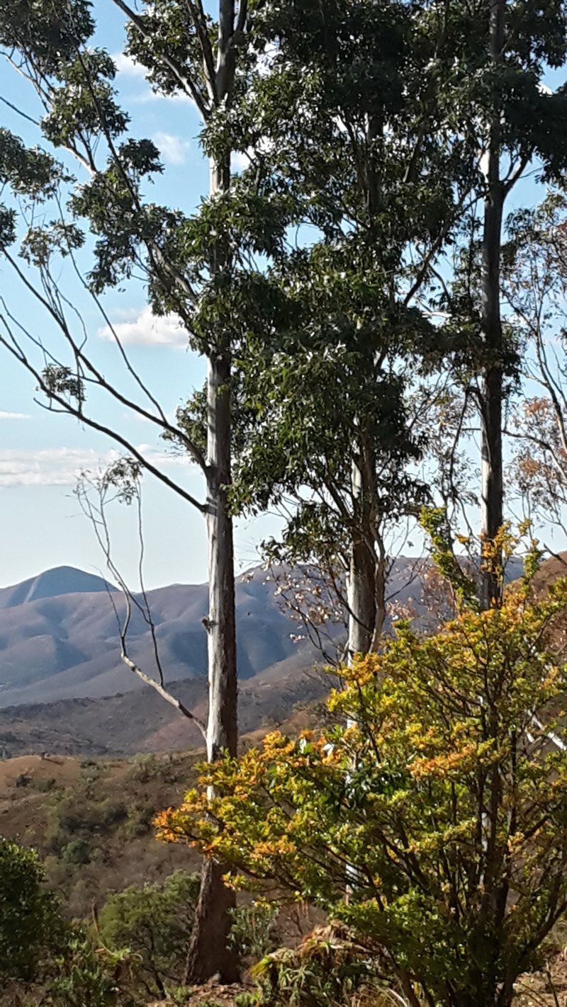 Barberton Mountain Lodge Barberton Mpumalanga South Africa Plant, Nature, Tree, Wood