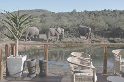 Barefoot Addo Elephant Lodge Addo Eastern Cape South Africa Elephant, Mammal, Animal, Herbivore