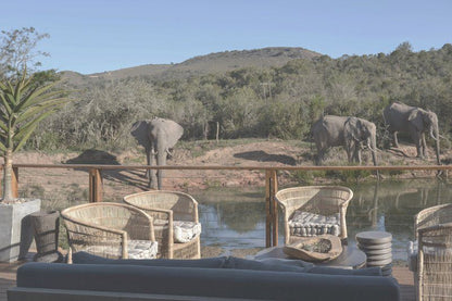 Barefoot Addo Elephant Lodge Addo Eastern Cape South Africa Animal