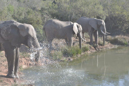 Barefoot Addo Elephant Lodge Addo Eastern Cape South Africa Unsaturated, Elephant, Mammal, Animal, Herbivore