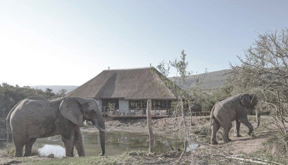 Barefoot Addo Elephant Lodge Addo Eastern Cape South Africa Elephant, Mammal, Animal, Herbivore