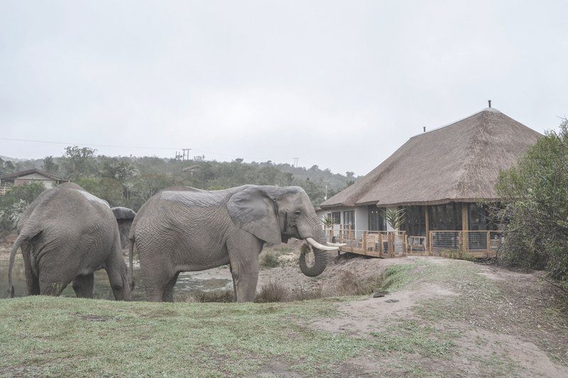 Barefoot Addo Elephant Lodge Addo Eastern Cape South Africa Elephant, Mammal, Animal, Herbivore