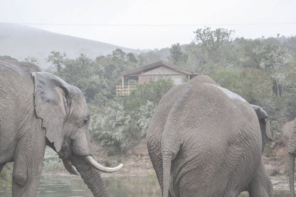 Barefoot Addo Elephant Lodge Addo Eastern Cape South Africa Unsaturated, Elephant, Mammal, Animal, Herbivore