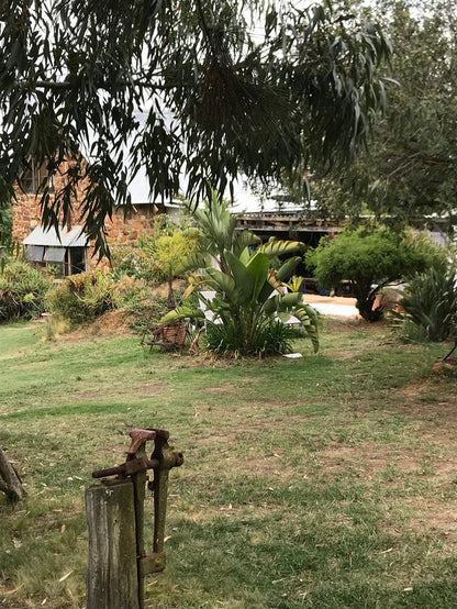 Bare Necessities Suurbraak Western Cape South Africa Palm Tree, Plant, Nature, Wood