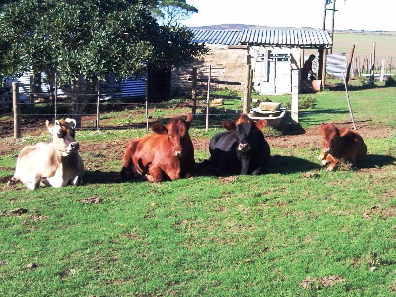 Bare Necessities Suurbraak Western Cape South Africa Cow, Mammal, Animal, Agriculture, Farm Animal, Herbivore