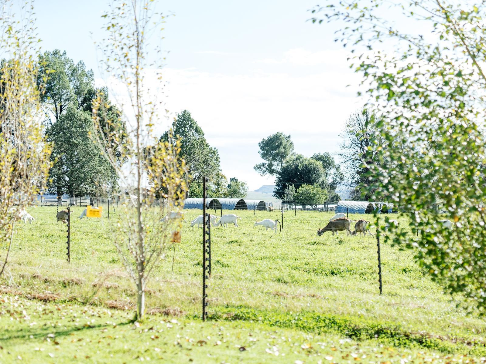 Baris Guesthouse Clarens Free State South Africa Field, Nature, Agriculture, Tree, Plant, Wood