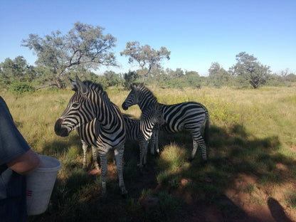 Bark At The Moon Cullinan Gauteng South Africa Complementary Colors, Zebra, Mammal, Animal, Herbivore