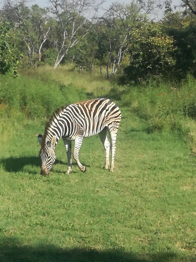 Bark At The Moon Cullinan Gauteng South Africa Zebra, Mammal, Animal, Herbivore