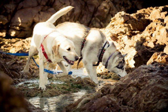 Barking Beach Cottage Sandbaai Hermanus Western Cape South Africa Dog, Mammal, Animal, Pet