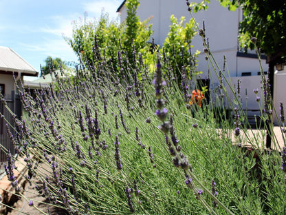 Baron'S Palace Hotel, Lavender, Nature, Plant, Garden