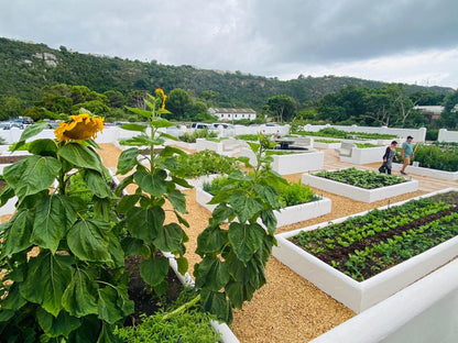 Barrington S Piesang Valley Plettenberg Bay Western Cape South Africa Plant, Nature, Garden, Vegetable, Food