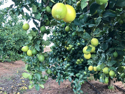 Barry House On Riverton Robertson Western Cape South Africa Food, Fruit