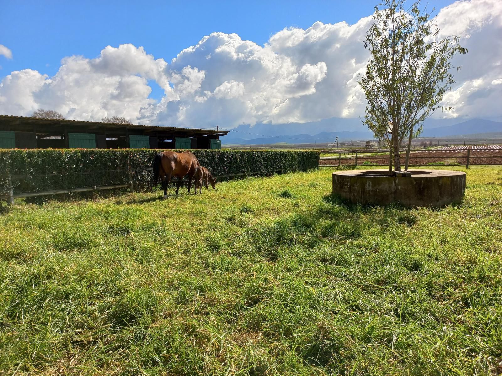 Barry House On Riverton Robertson Western Cape South Africa Horse, Mammal, Animal, Herbivore, Field, Nature, Agriculture