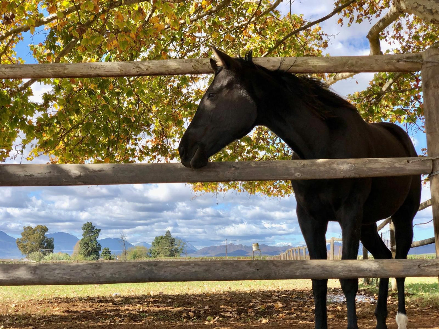 Barry House On Riverton Robertson Western Cape South Africa Horse, Mammal, Animal, Herbivore