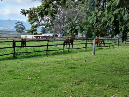 Barry House On Riverton Robertson Western Cape South Africa Horse, Mammal, Animal, Herbivore