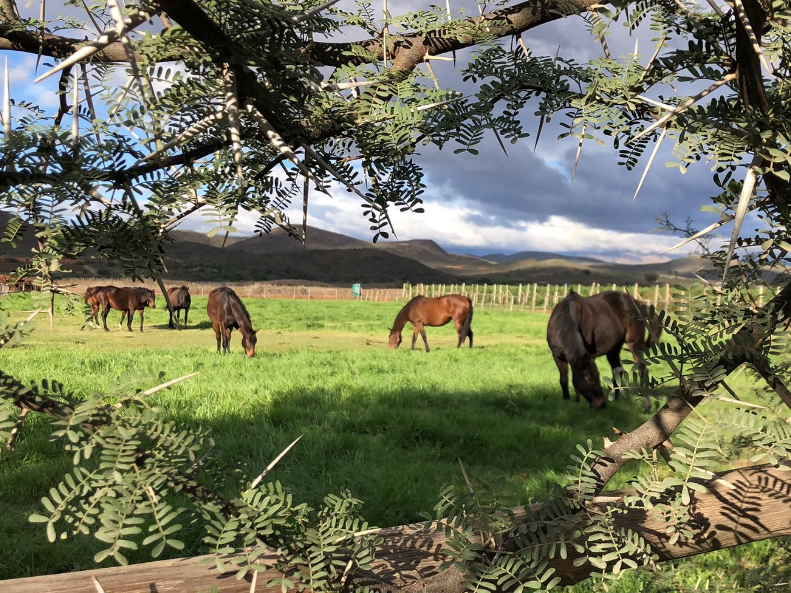 Barry House On Riverton Robertson Western Cape South Africa Animal