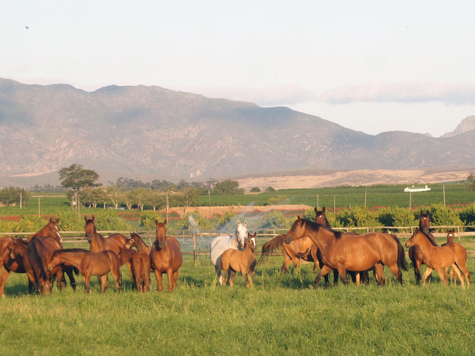 Barry House On Riverton Robertson Western Cape South Africa Horse, Mammal, Animal, Herbivore