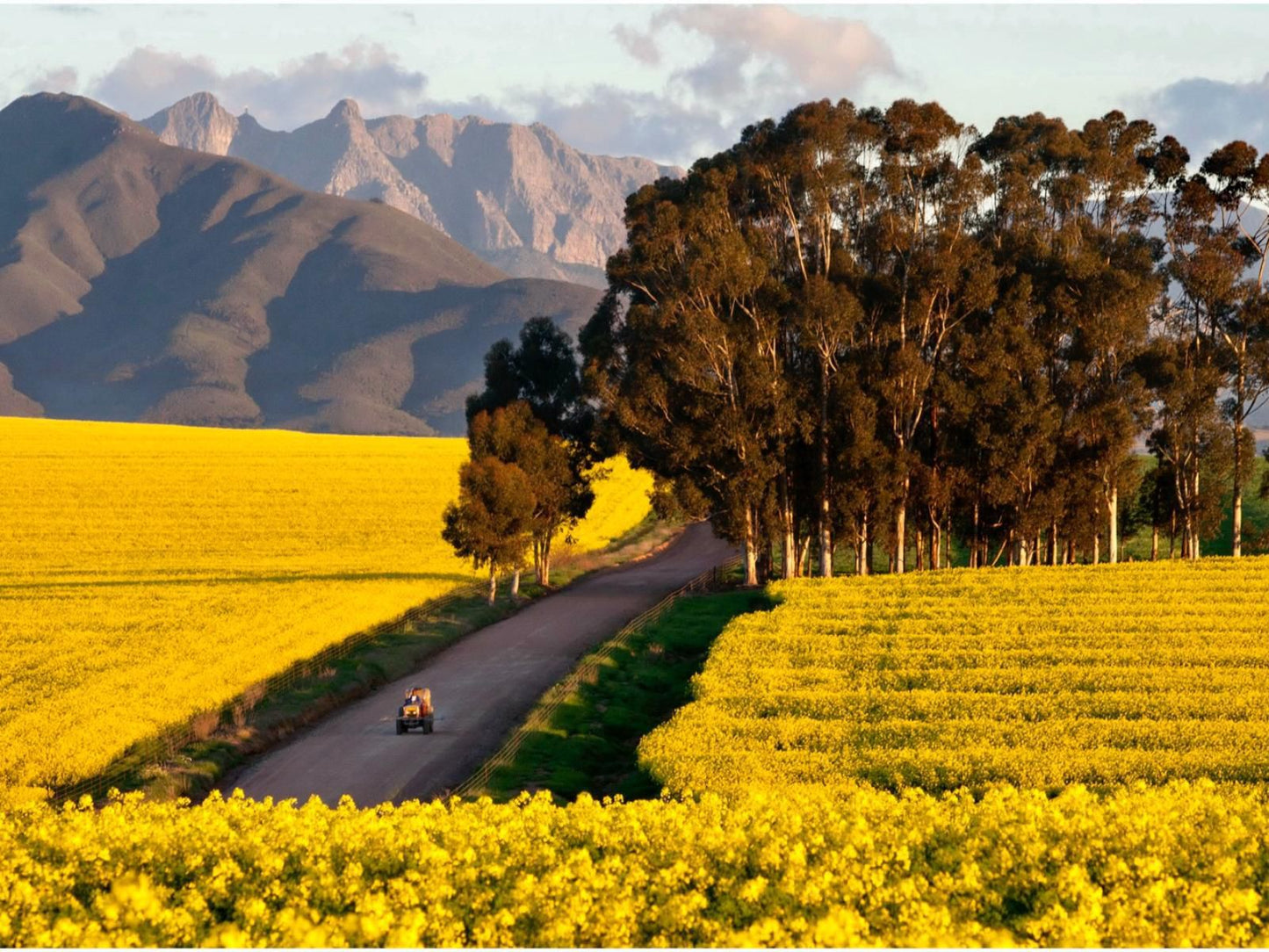 Bartholomeus Klip Farmhouse Riebeek Kasteel Western Cape South Africa Field, Nature, Agriculture, Plant, Canola, Street