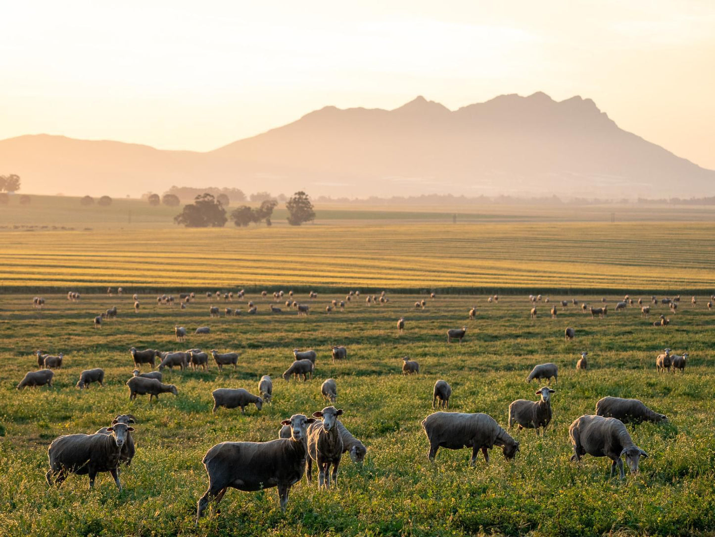 Bartholomeus Klip Farmhouse Riebeek Kasteel Western Cape South Africa Sepia Tones, Field, Nature, Agriculture, Lowland