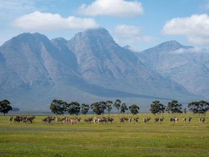 Bartholomeus Klip Farmhouse Riebeek Kasteel Western Cape South Africa Complementary Colors