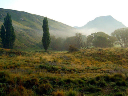 Base Camp Rhodes Eastern Cape South Africa Tree, Plant, Nature, Wood, Highland