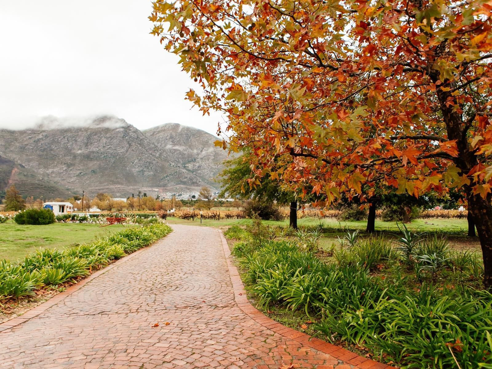 Basse Provence Guest House Franschhoek Western Cape South Africa Plant, Nature, Autumn